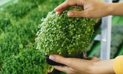 Balkonda yetişen bu bitkiler C vitamini deposu