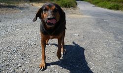 Sahipsiz Hayvanlara Yeni Düzenleme