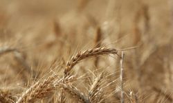 Küresel Tahıl Üretiminde Rekor Artış