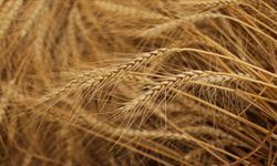 Tahıllar ve Diğer Ürünler Krizin Hedefinde