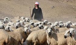 Hayvancılıkla Kendi Mucizesini Yarattı: 37’den 250’ye!