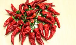 İslahiye Biberi: Emeğin Kırmızı Mührü