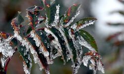 Üreticilere Can Suyu Olacak Ödeme Yolda!