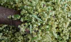 Geçen Kış Lüks Sayılıyordu, Bu Kış Sofralara Geri Döndü