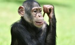 Şempanzeler de Düşünüyor
