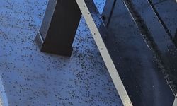 Gaziantep’te Üvez Alarmı