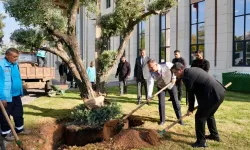 Zeytinin bereketi Valilik bahçesinde