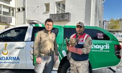 Yaralı Kızıl Şahin Koruma Altına Alındı