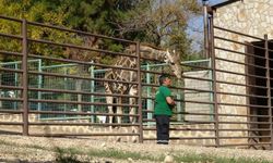 Zürafalara 20 Yıldır Sevgiyle Bakıyor