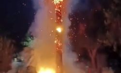 15 Yıllık Palmiye Ağacını Ateşe Verdiler