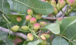 Antep Fıstığı Ticaretinde Şeffaflık İçin Yeni Adım