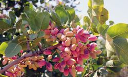 Antepfıstığında Lisanslı Depo Düzeni Değişti