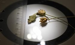 Denizli'de Yeni Bitki Türü Keşfedildi