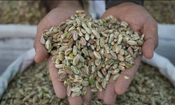 Antep fıstığında son yılların en sert düşüşü