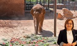 Gabi Tartışmasına Fatma Şahin Noktayı Koydu