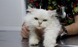 Genital Anomaliyle Doğan Kedi Ameliyatla Kurtarıldı