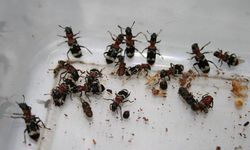 Evlerde Haşere Alarmı: Tahtakurusu Yeniden Görülüyor