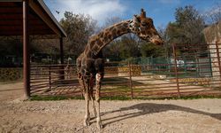 Hayvanat Bahçesinde Sessiz Yas: Şakir Artık Aramızda Değil