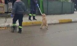 Sokak Köpekleri Toplanmaya Başladı
