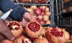 Zivzik Narında Verim Yarı Yarıya Düştü