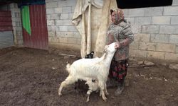 Annesi Reddetti, Keçiler Sahiplendi