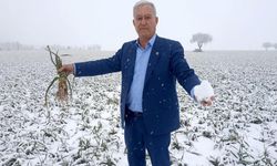 Araban Sarımsağında Rekolte Umudu