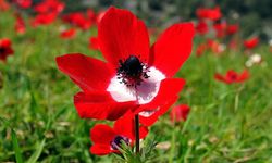 Cemre Toprağa Ne Zaman Düşecek?