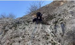 Dağda Mahsur Kalan Keçiyi AFAD Kurtardı