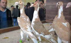 Gaziantep'te Kuş Tutkunları Festivalde Buluşacak