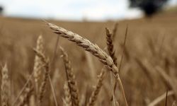 Çiftçiye Destek Ödemeleri Aralıksız Sürüyor