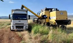 Gaziantep’te Arpa Hasadı Başladı