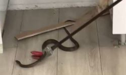 Oğuzeli'nde Evde Yılan Paniği