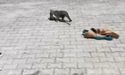 5 saatlik mücadele mutlu sonla bitti
