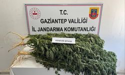 Jandarmadan 3 İlçede Eş Zamanlı Operasyon