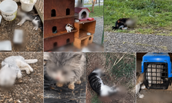 Kedi Evi mi, Ölüm Yeri mi?