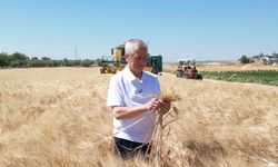 Buğday ve Arpa Hasadı Şahinbey'de Yüzleri Güldürdü