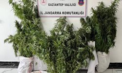 Yasa dışı kenevir ekimine operasyon