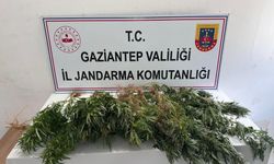 Gaziantep’te jandarmadan operasyon