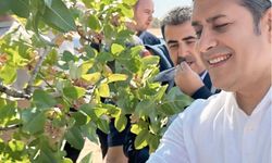 Gaziantep'te Fıstık Nöbeti: Ali Şahin'den Hırsız Uyarısı