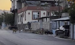 Gaziantep'te Sokak Köpeği Sürüsü Vatandaşı Tedirgin Etti