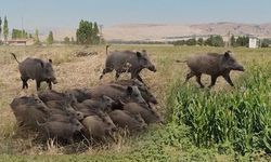 Araban Ovası’nda yaban domuzu alarmı