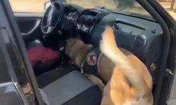 Dedektör köpek aradı, araçtan bakın ne çıktı