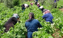 Kuru fasulyede hasat zamanı: Tarlalar hareketlendi