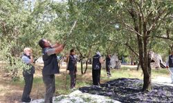 Gaziantep’te badem bahçesi gönüllüleri ağırlıyor