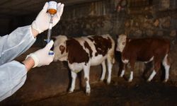 Yetiştiricilere müjde: Aşı ve kimliklendirme ücretsiz