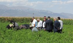 İslahiye Biberinde Hasat Sezonu Başladı