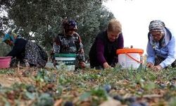 Zeytinde verim yüksek, üreticinin yüzü gülmüyor