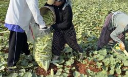 Oğuzeli’nde Turşuluk Acur Hasadı Başladı
