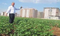 Araban Ovası Tarihten Günümüze Üretim Üssü