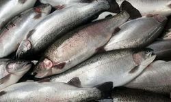 Omega-3 için hamsi mi, somon mu tüketilmeli?